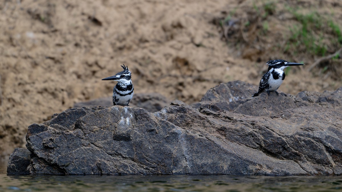 Pied Kingfisher - ML647850959