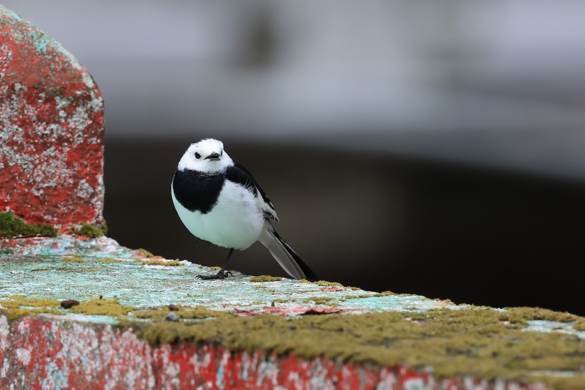 Buztanikara zuria - ML647850960