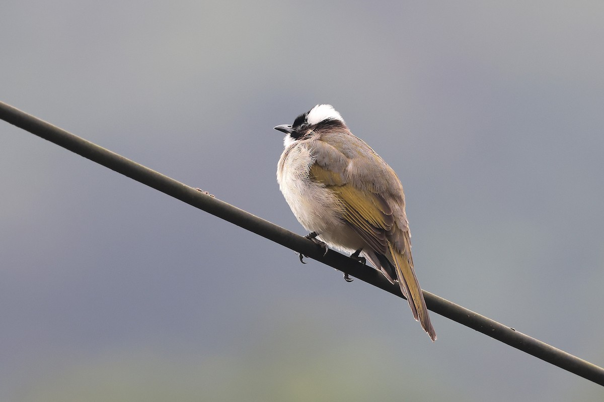 Light-vented Bulbul - ML647850961