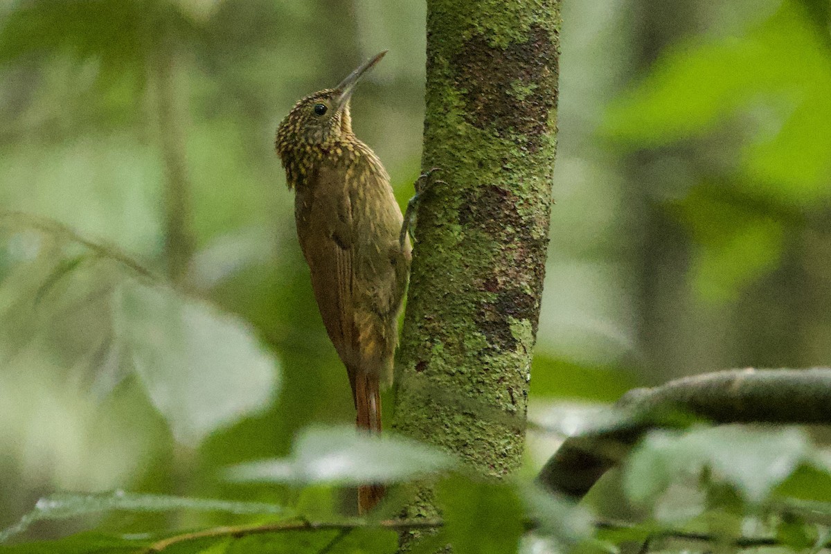 Chestnut-rumped Woodcreeper - ML647850962