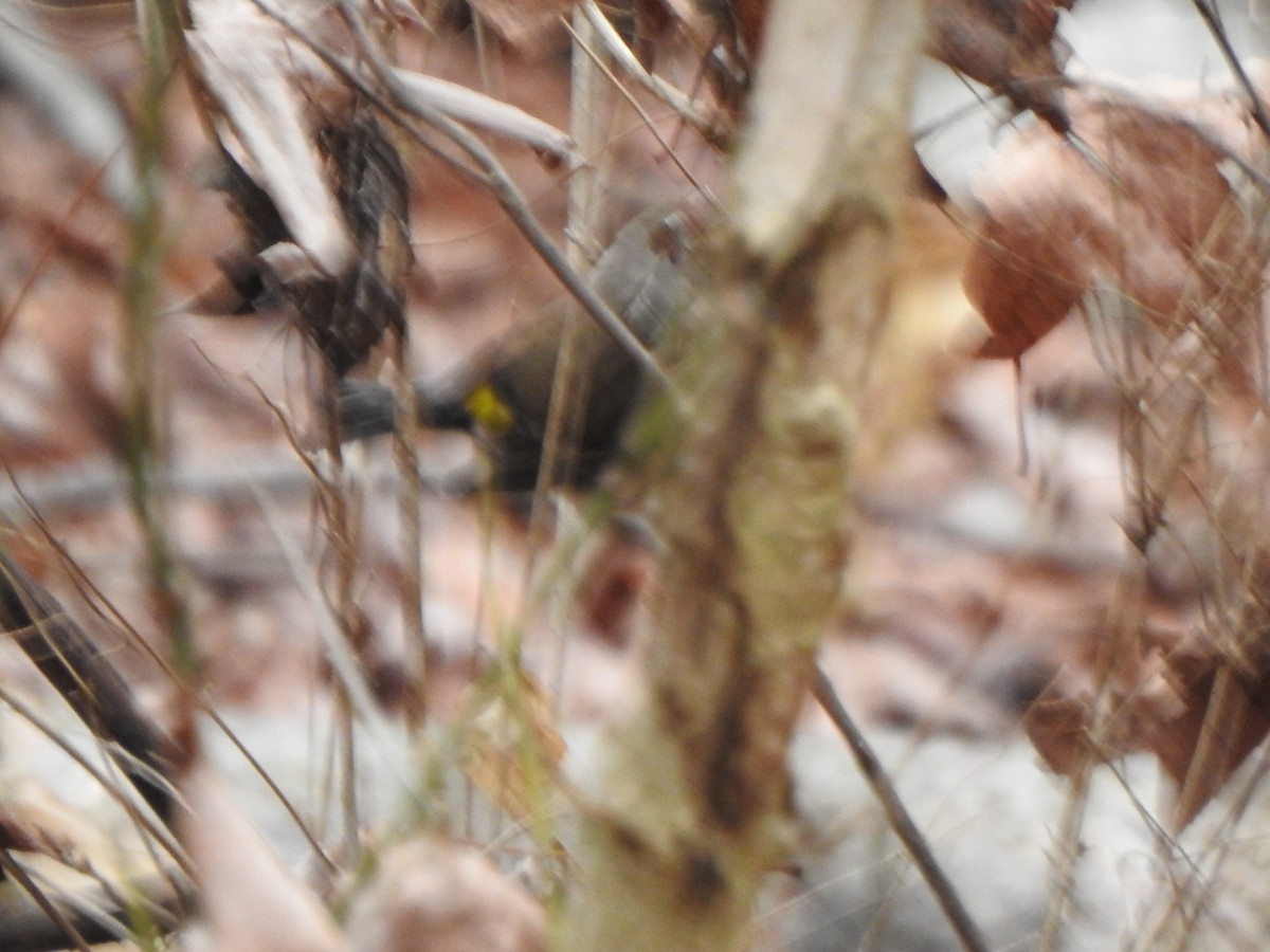 Yellow-rumped Warbler - ML647850964