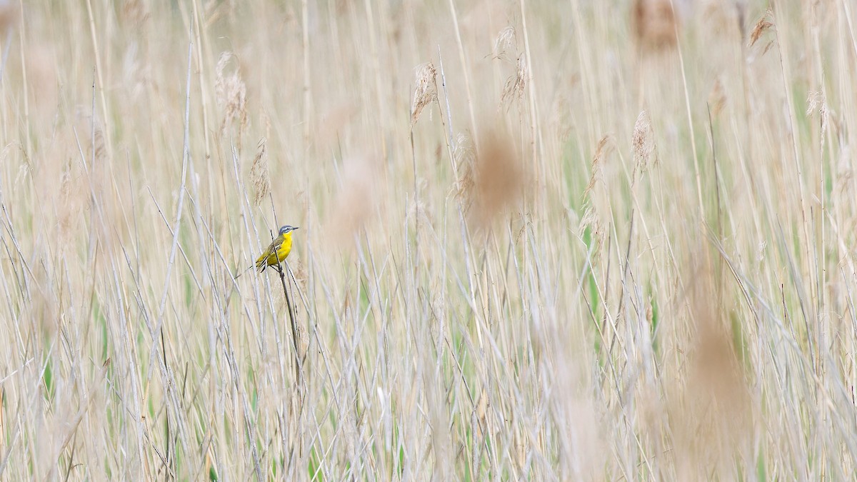 Larre-buztanikara - ML647850966