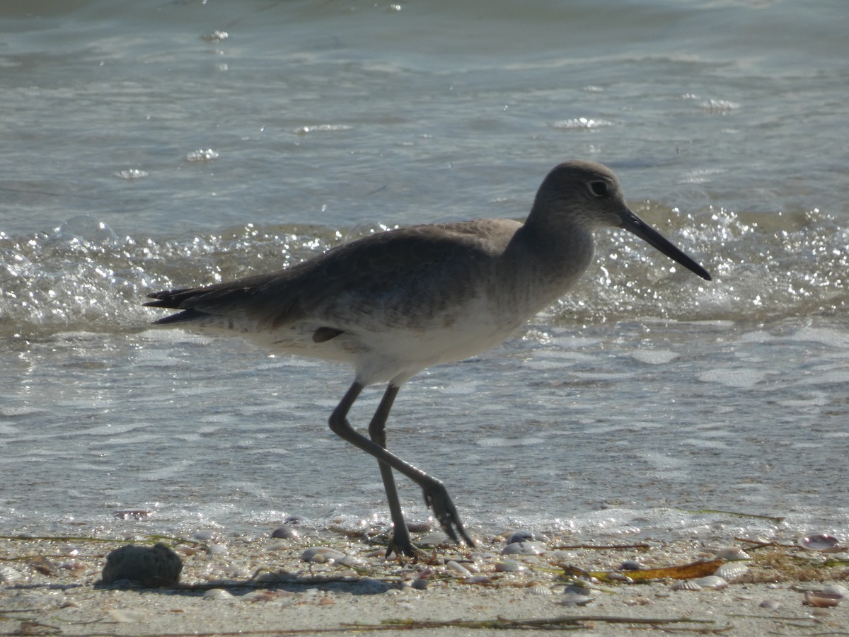 Kuliska erdipalmatua - ML647850967