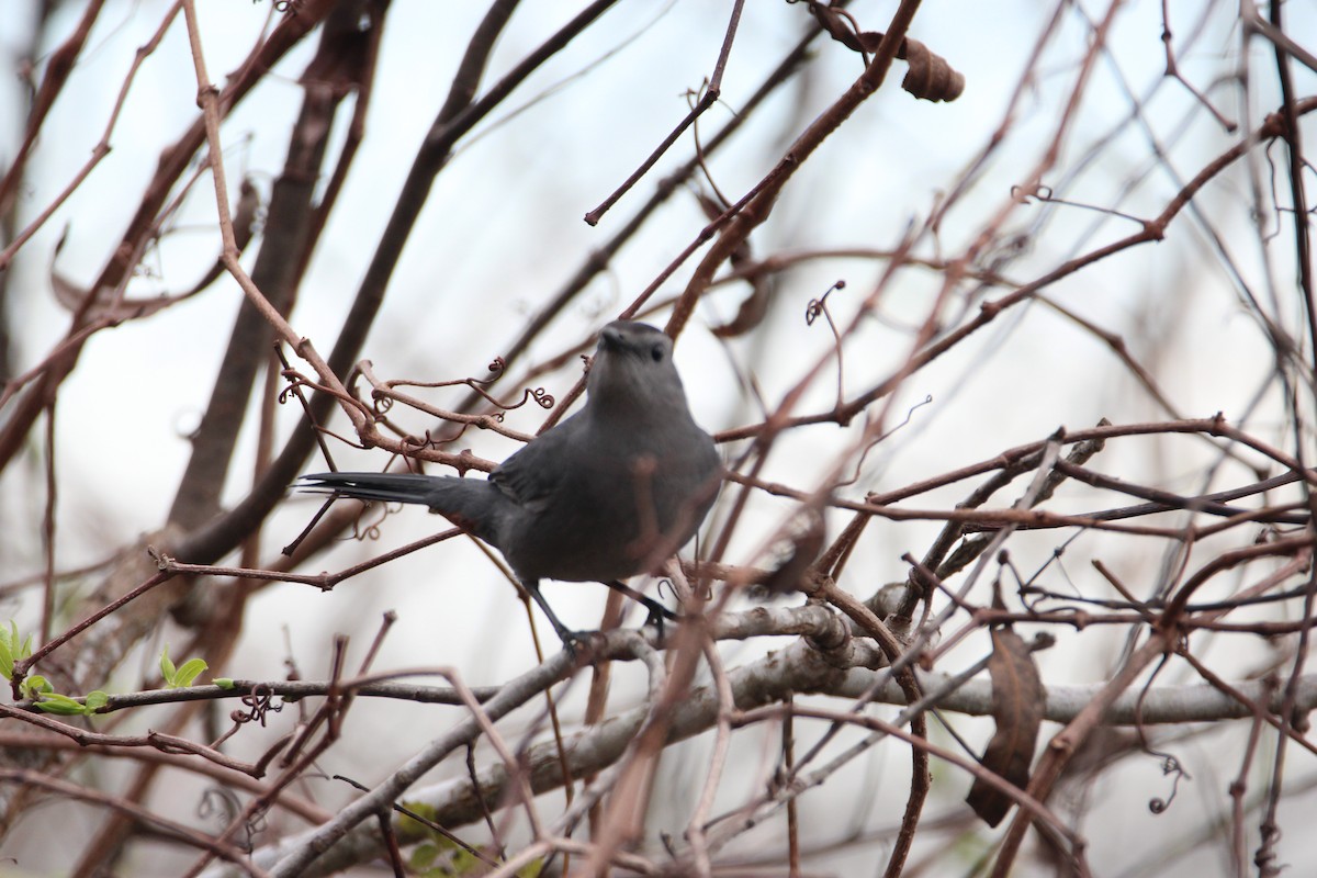 Miaulari grisa - ML647850970