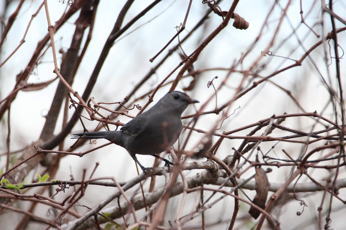 Miaulari grisa - ML647850971