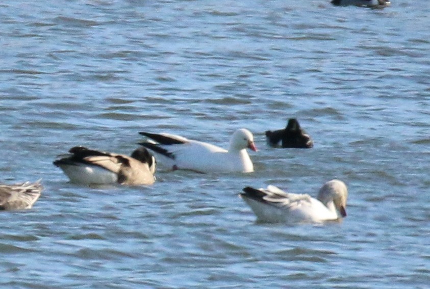 Ross antzara - ML647850973