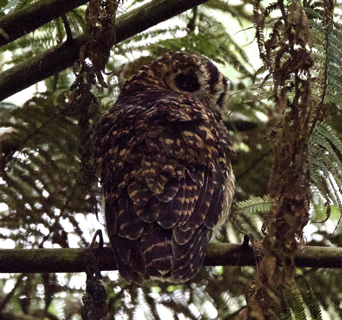 Rufous-banded Owl - ML647850974