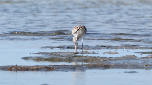 Bar-tailed Godwit (Siberian) - ML647850975