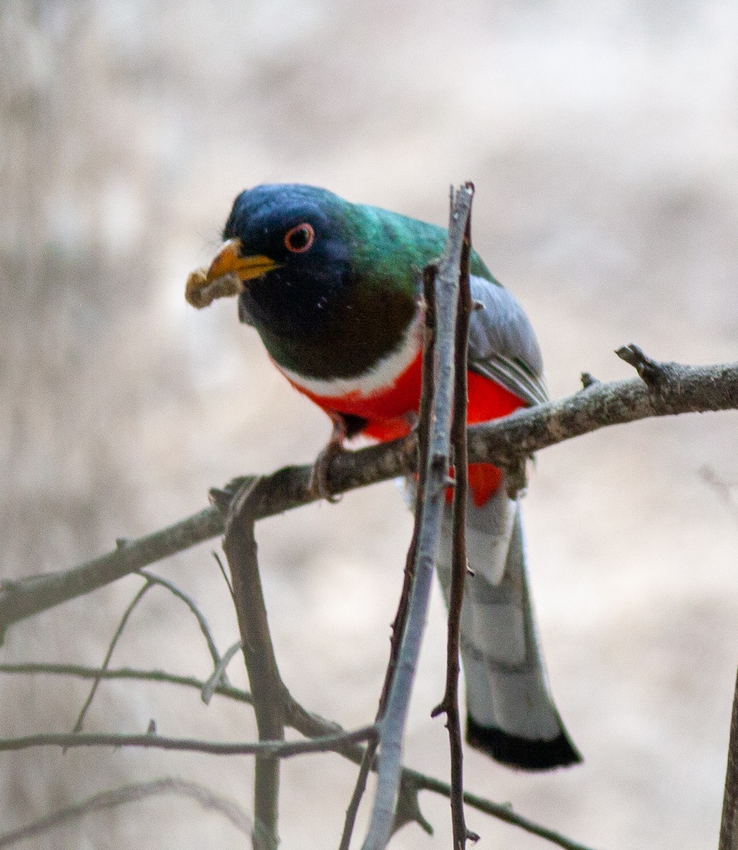 Coppery-tailed Trogon - ML647850976