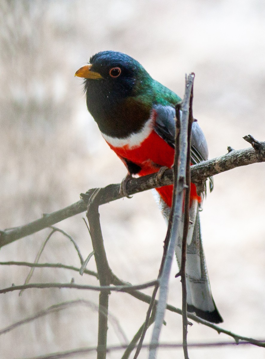 Coppery-tailed Trogon - ML647850977