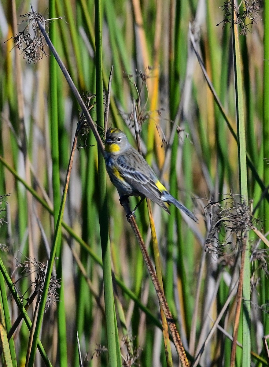 Yellow-rumped Warbler - ML647850978