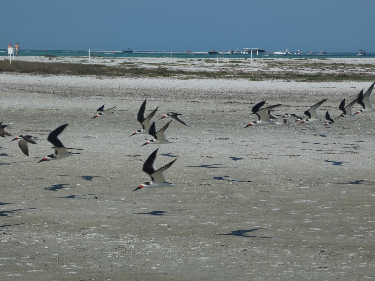 Aizturmoko amerikarra - ML647850981