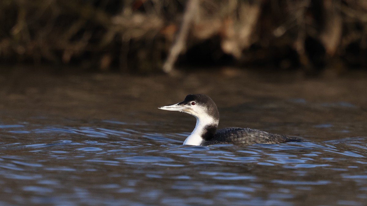 potáplice lední - ML647850982