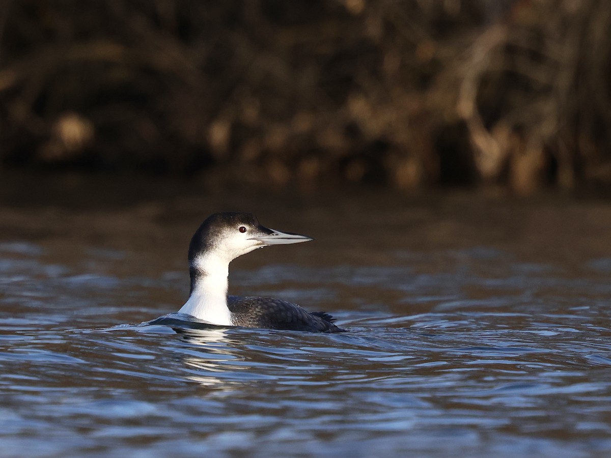 potáplice lední - ML647850984