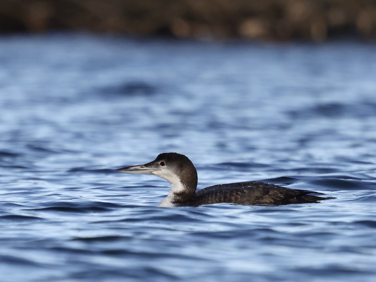 potáplice lední - ML647850985