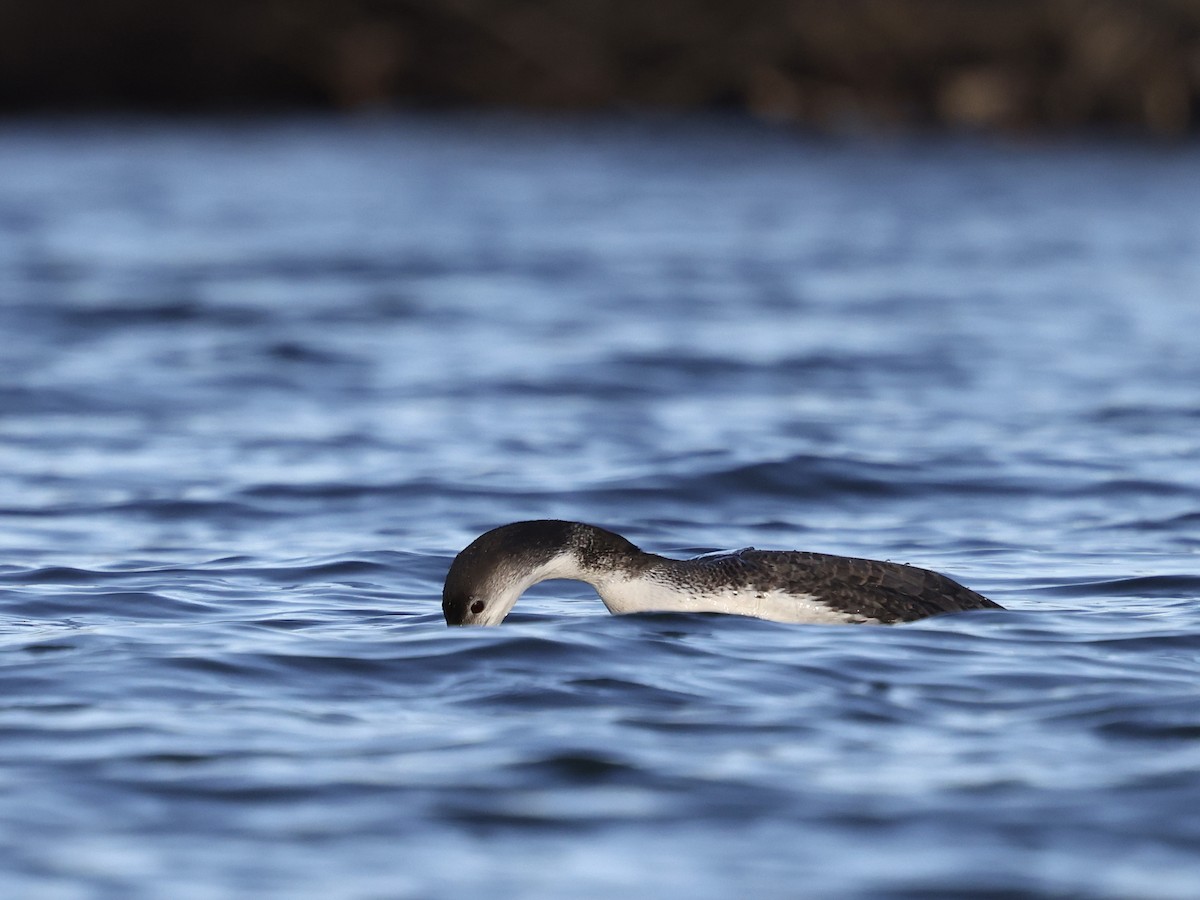 potáplice lední - ML647850986