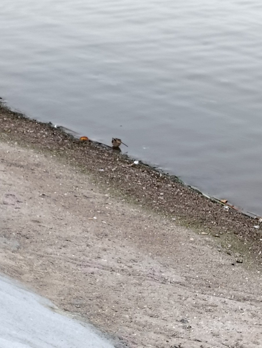 Wilson's Snipe - ML647850991