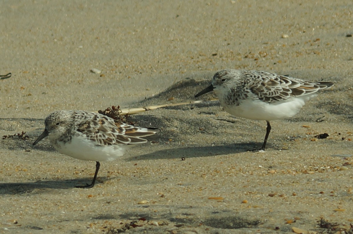 Sanderling - ML647851002