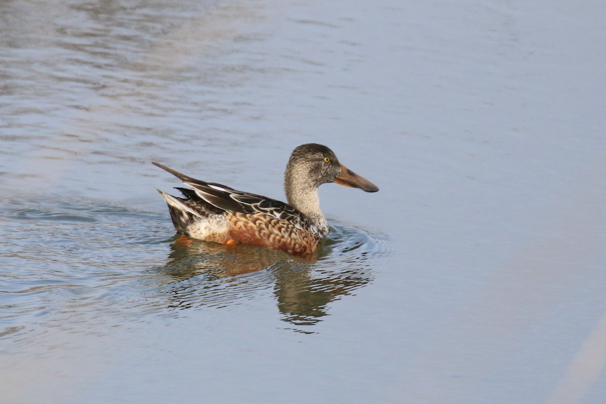 skjeand - ML647851003