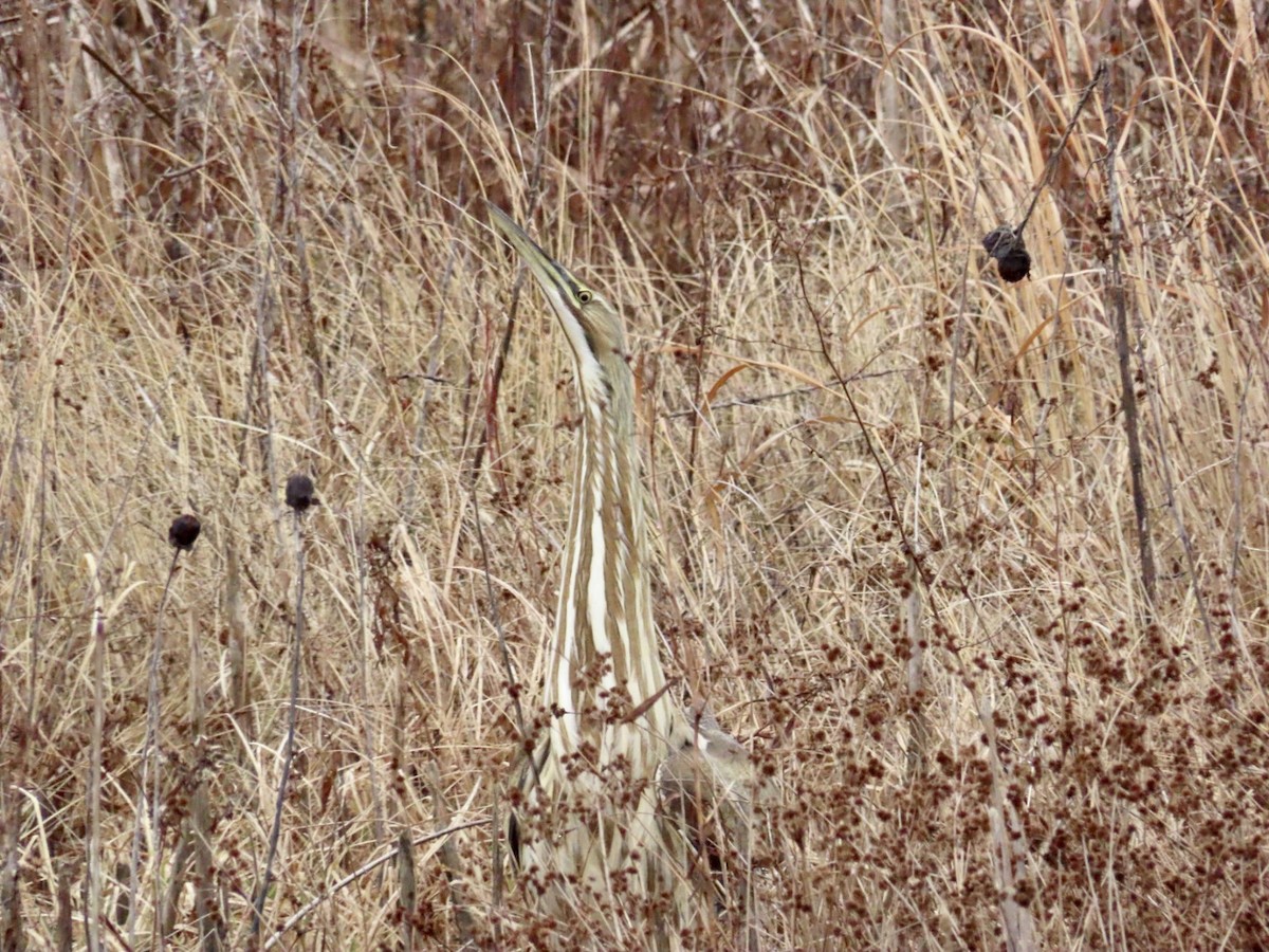 Бугай американський - ML647851020