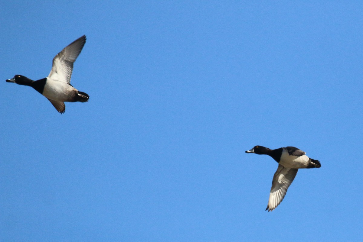 ringand - ML647851027