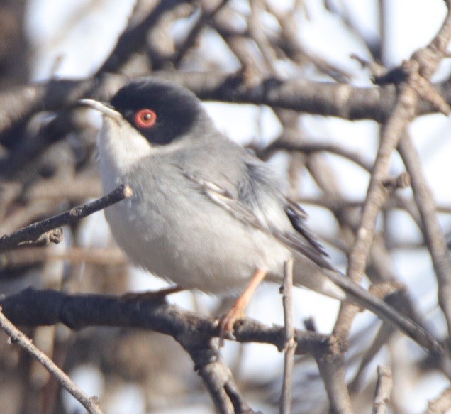 Txinbo burubeltza - ML647851045