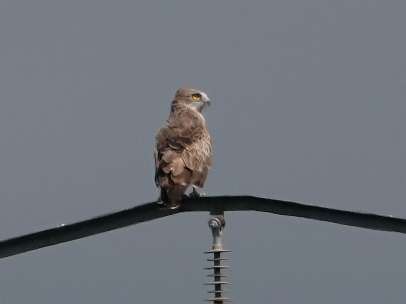 orlík krátkoprstý - ML647851051