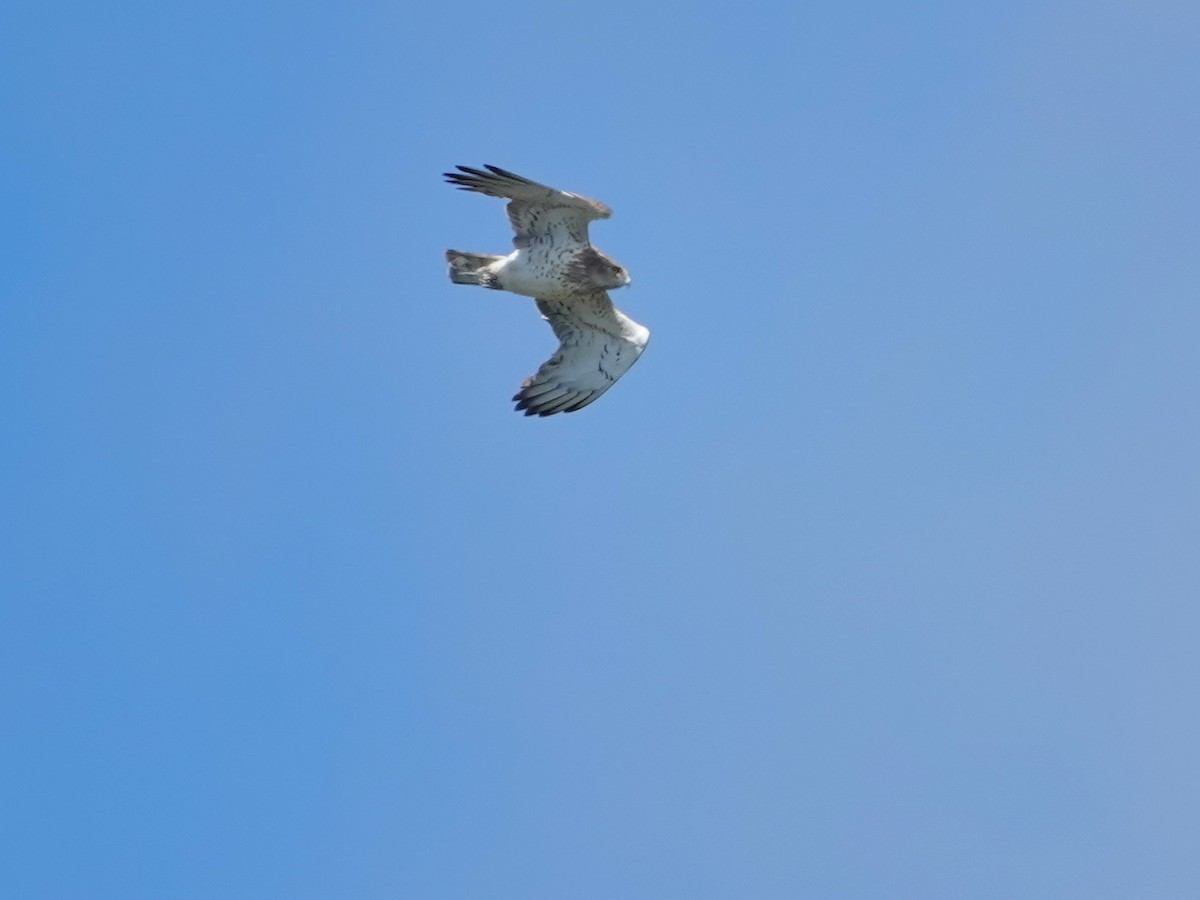 orlík krátkoprstý - ML647851053