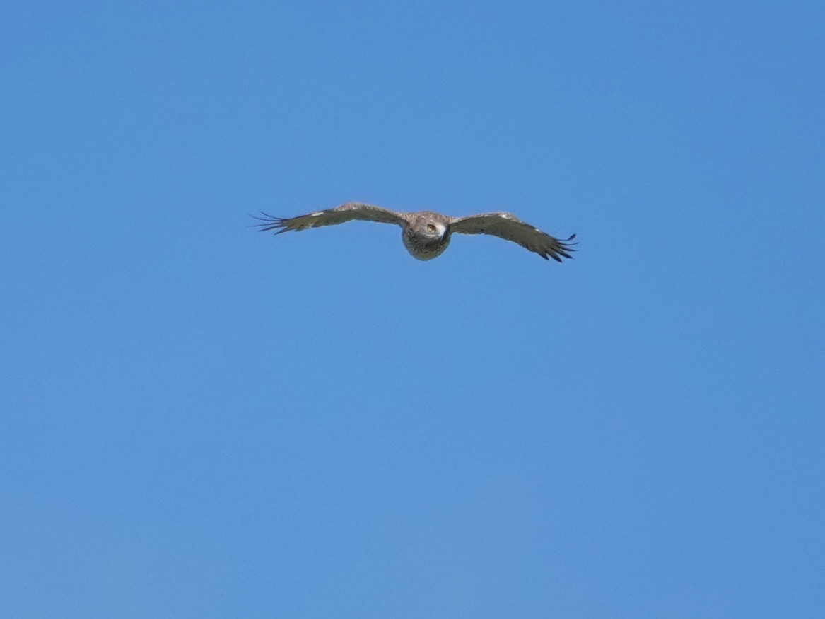 orlík krátkoprstý - ML647851054