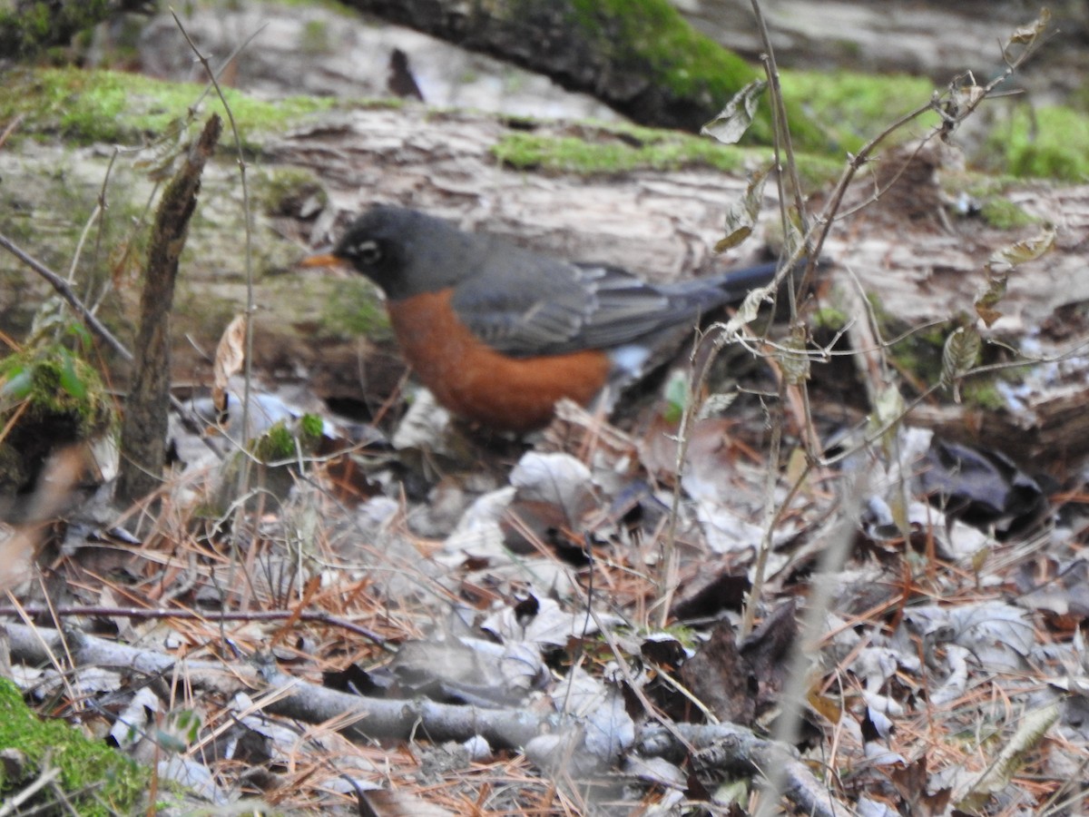 コマツグミ - ML647851059