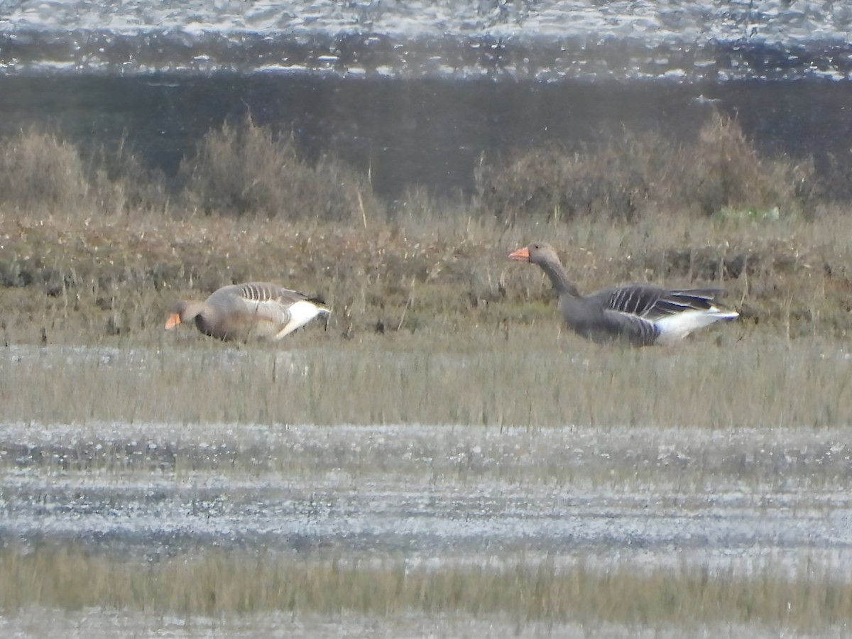 Graylag Goose - ML647851068