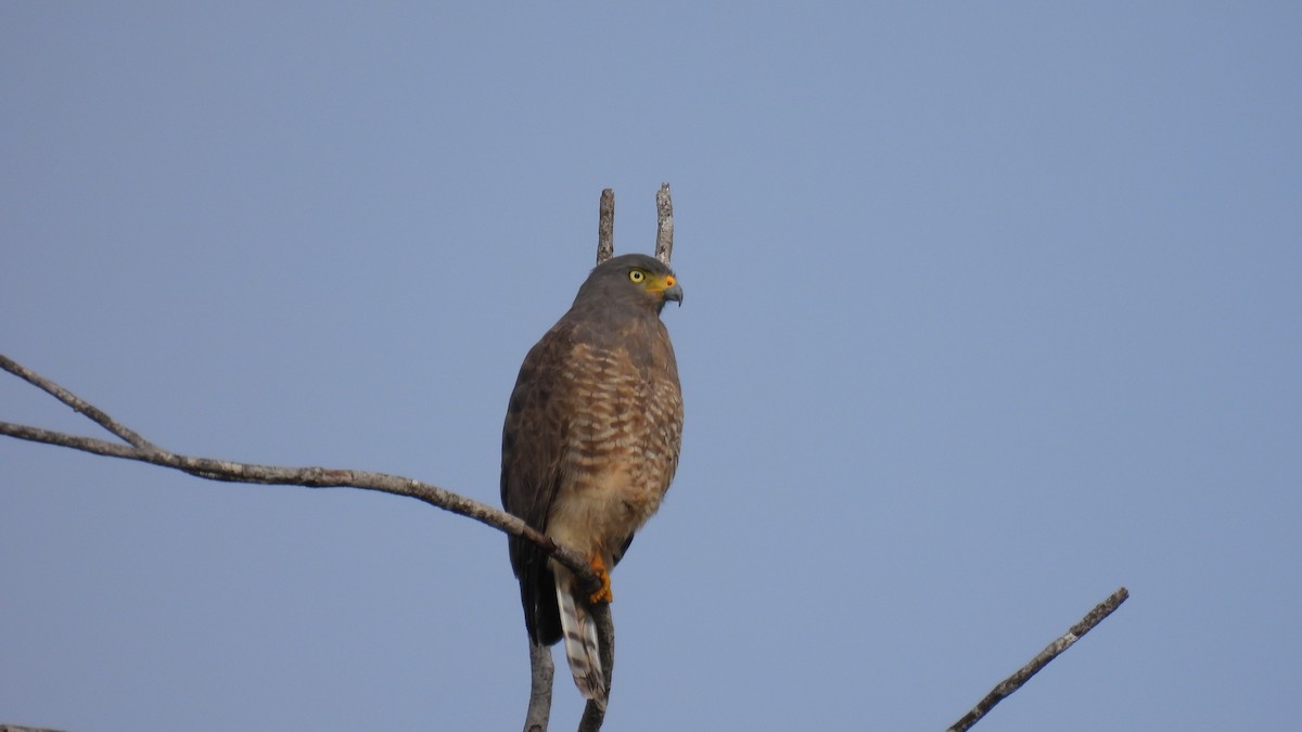 Roadside Hawk - ML647851107