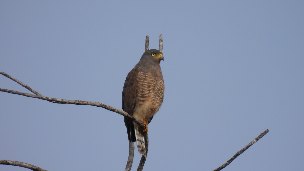 Roadside Hawk - ML647851108