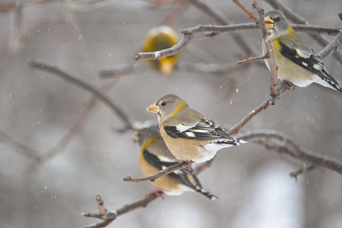 キビタイシメ - ML647851111