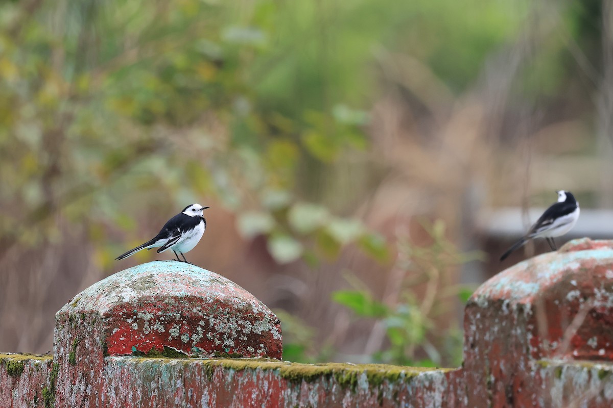 konipas bílý - ML647851159