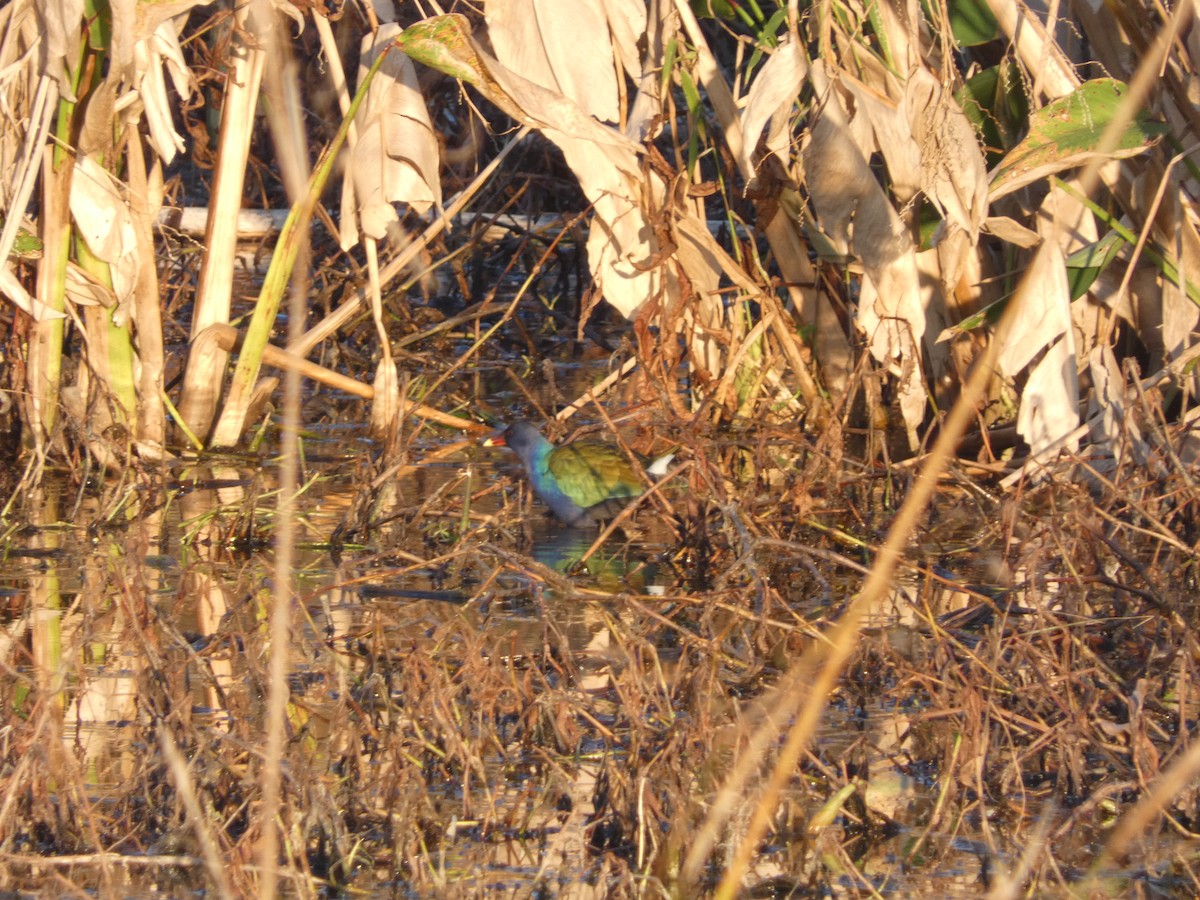 Uroilo urdin amerikarra - ML647851163