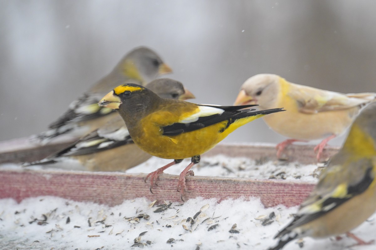 キビタイシメ - ML647851165