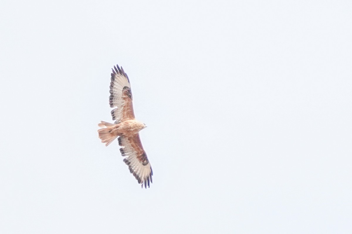 Long-legged Buzzard (Atlas) - ML647851166