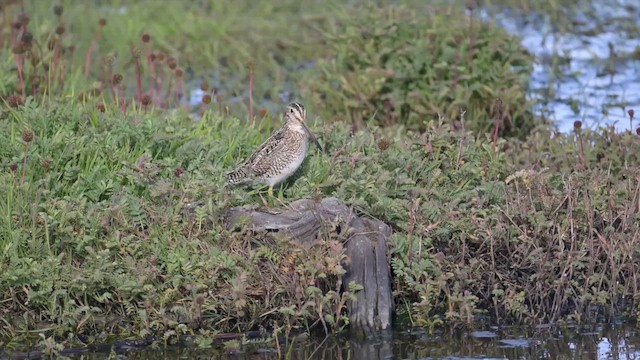 Magellanic Snipe - ML647851222