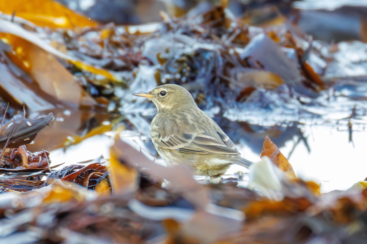 Bisbita Costero - ML647851237