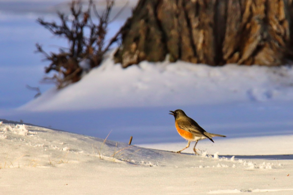 コマツグミ - ML647851256