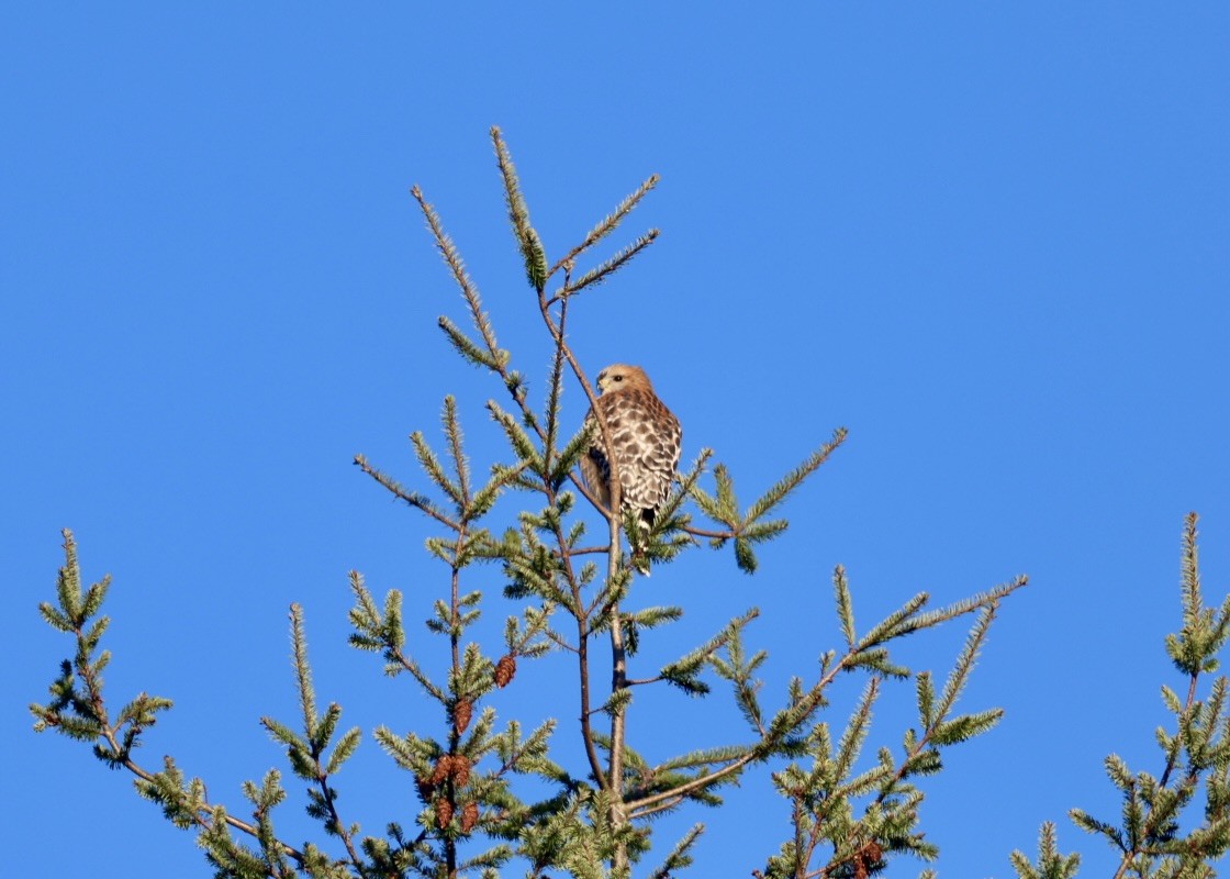 rødvingevåk - ML647851276