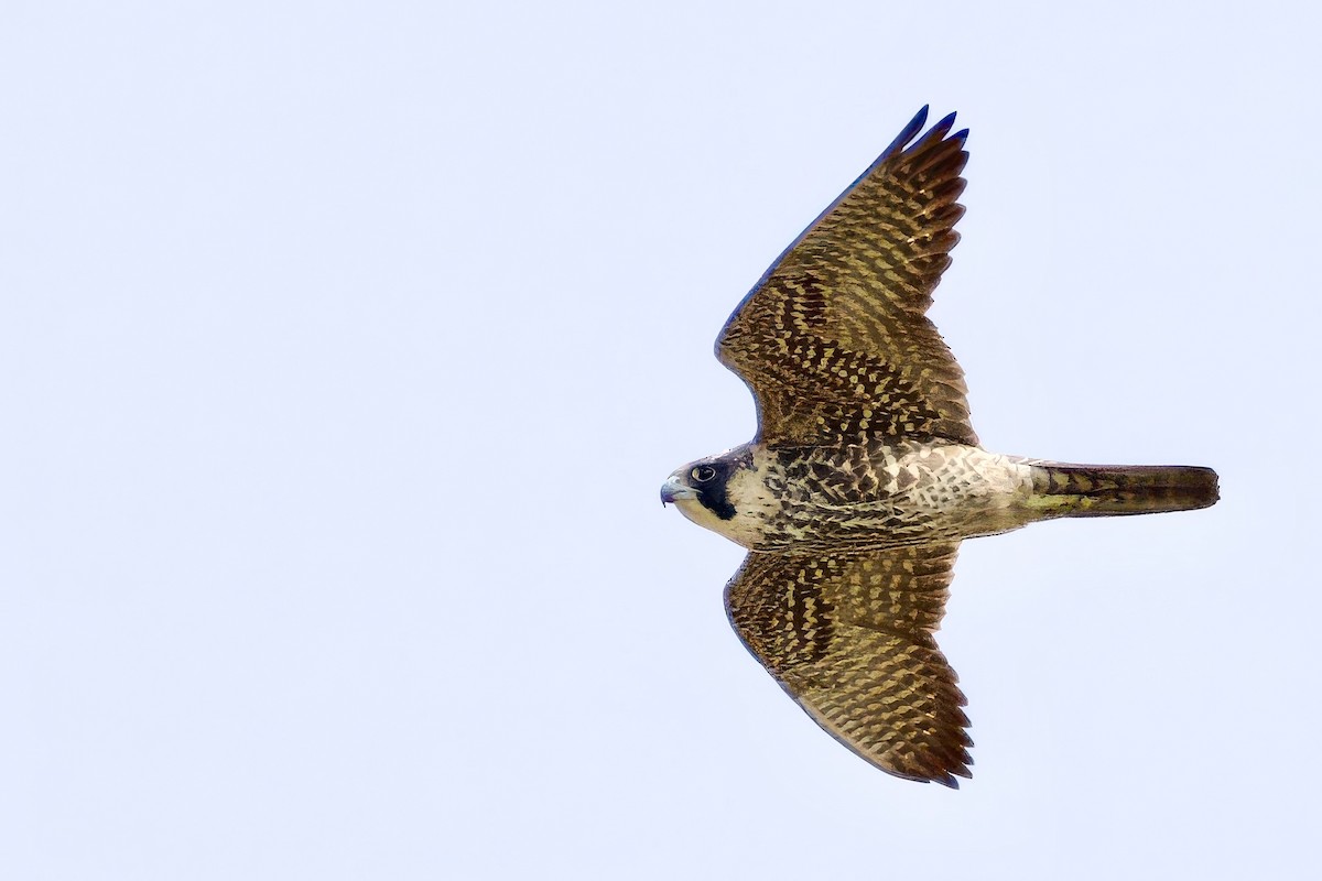 sokol stěhovavý - ML647851283