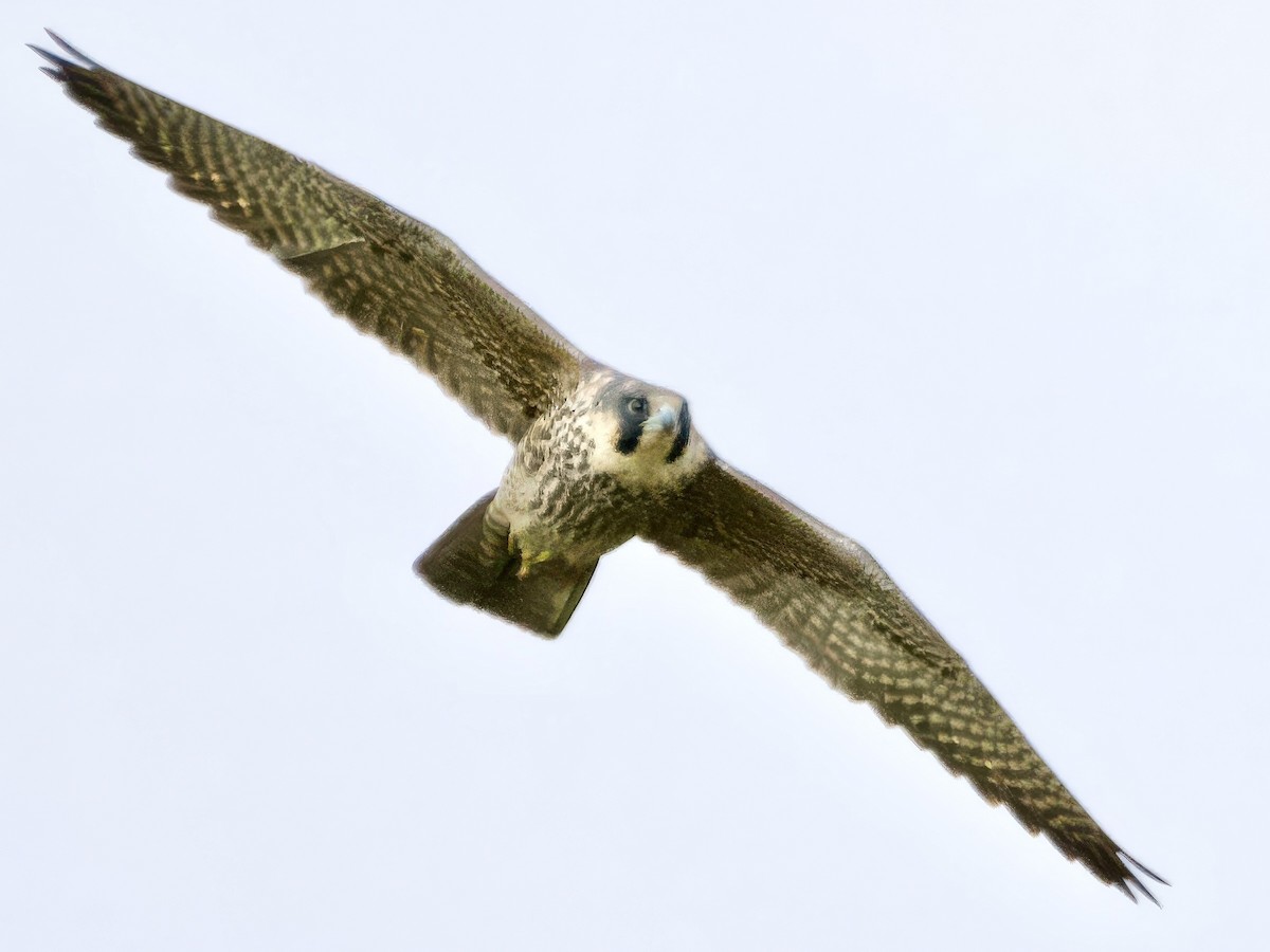 sokol stěhovavý - ML647851284