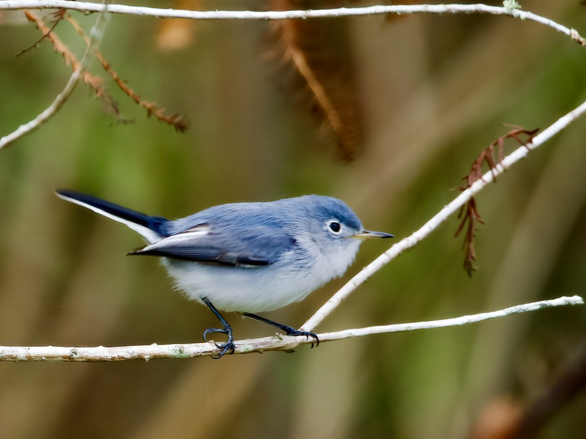 ブユムシクイ - ML647851304