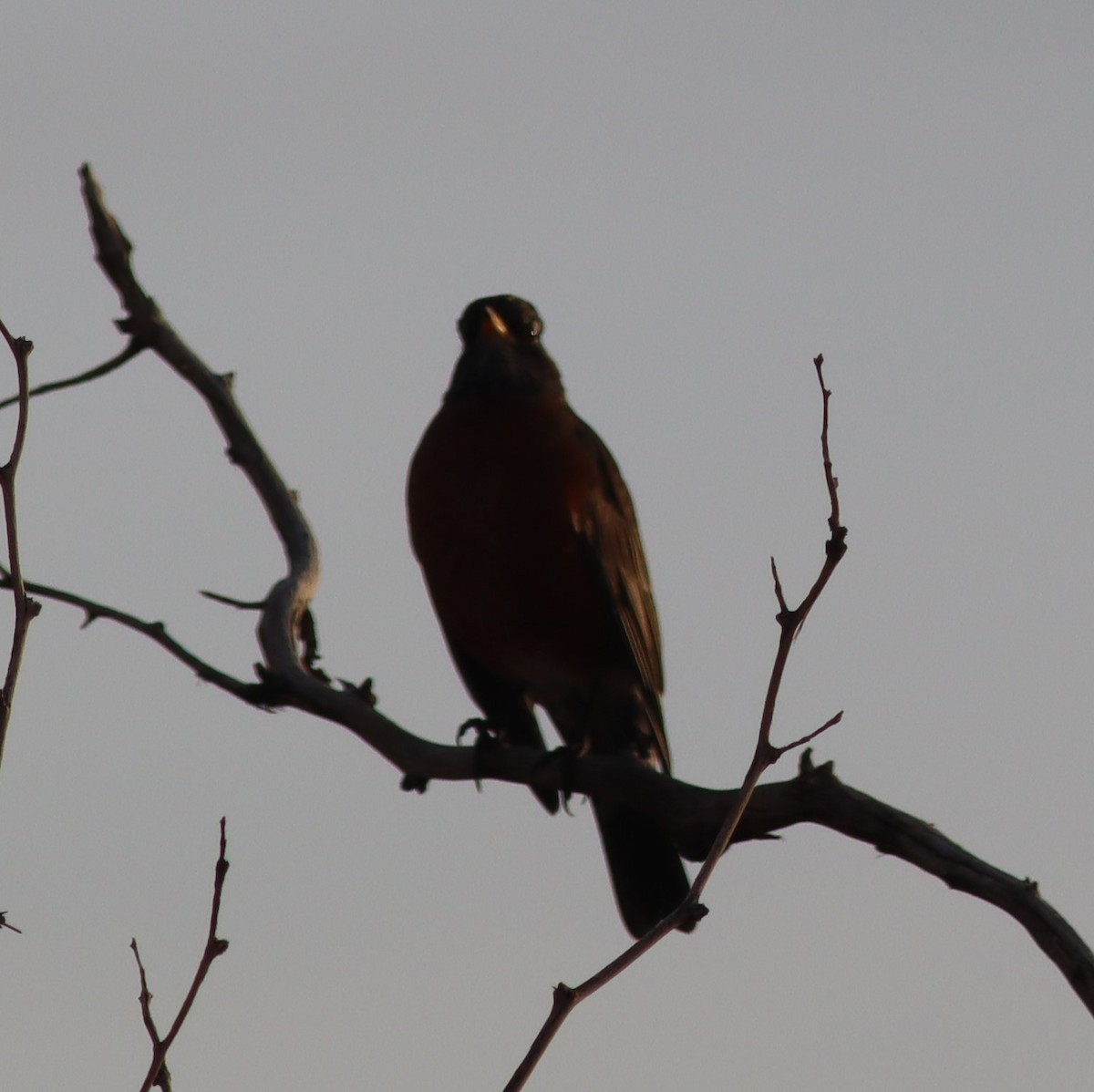 コマツグミ - ML647851335