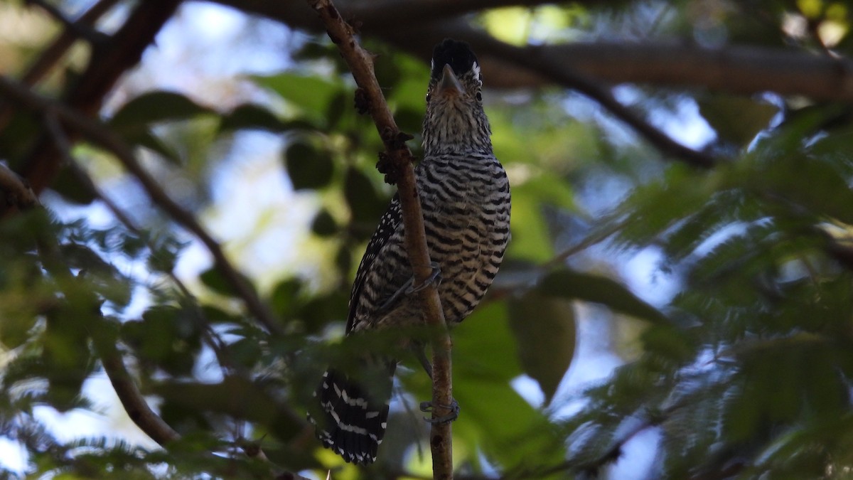 Barred Antshrike - ML647851359