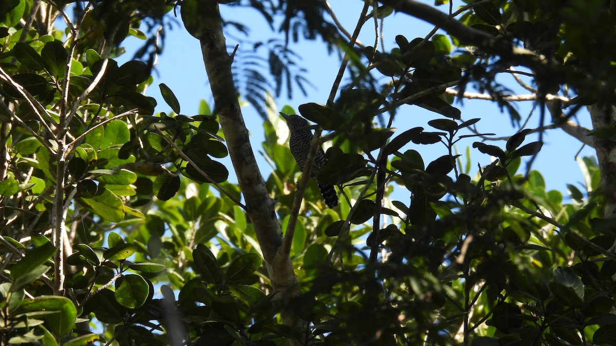 Barred Antshrike - ML647851360