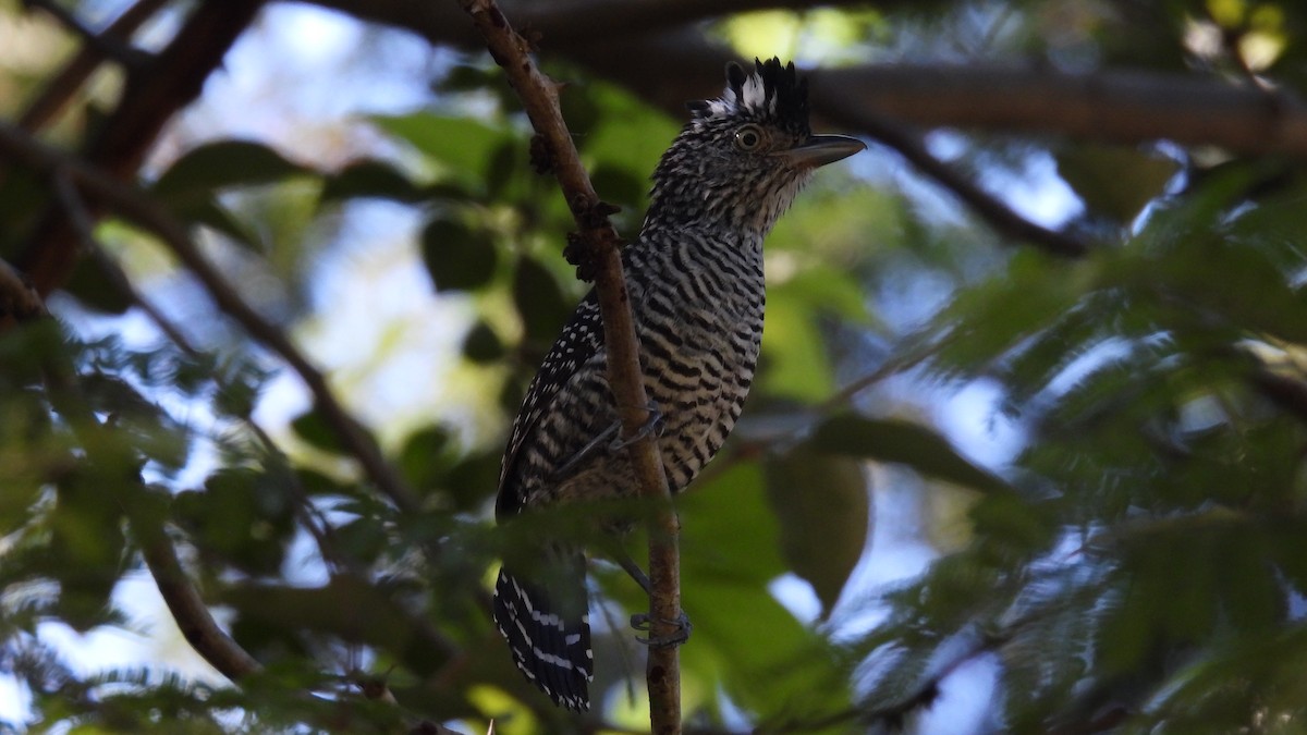 Barred Antshrike - ML647851361