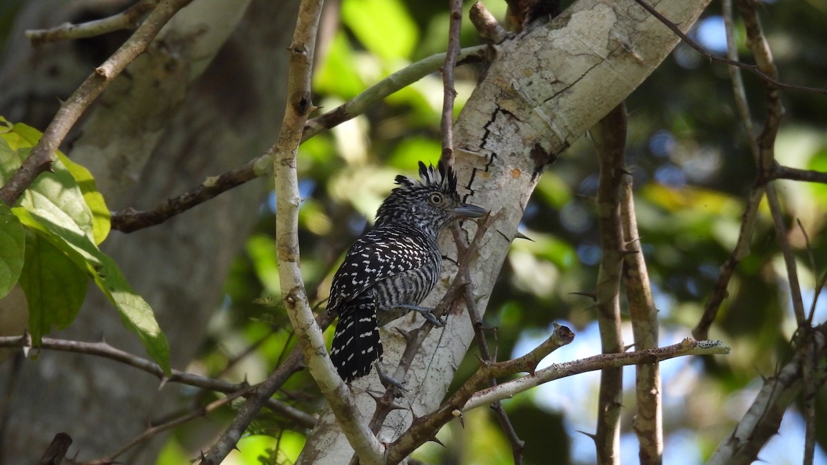 Barred Antshrike - ML647851362